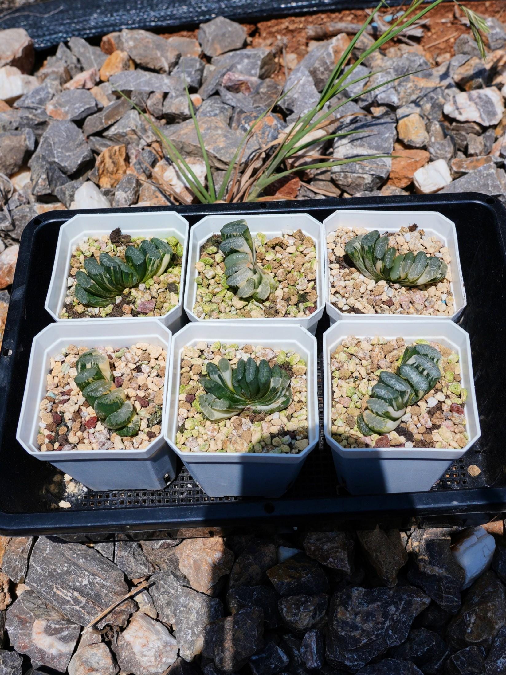 Haworthia Truncate Nazca Lines - Succulent - Etsy