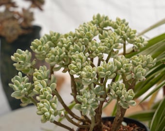 Sedum Jelly Bean Mickey-Succulent