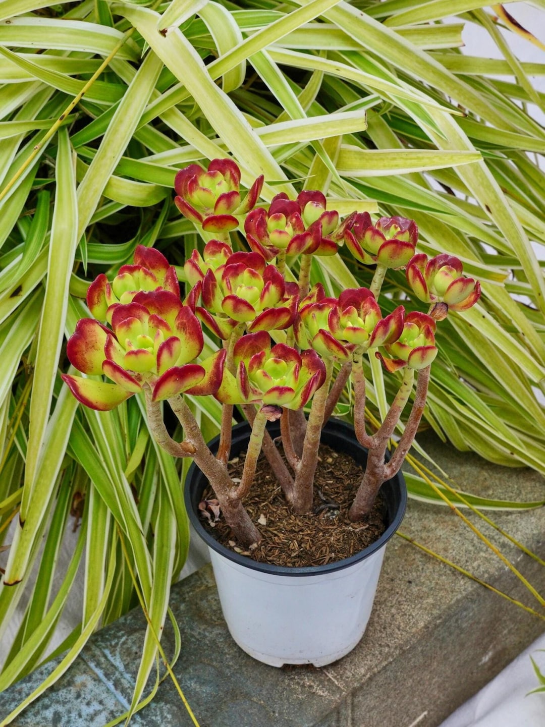Top【選抜株】多肉植物　360765セダム デンドロイデウム　24個　鉢無し セダム デンドロイデウム - 多肉植物 - Etsy 日本