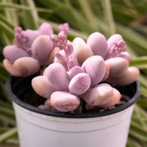 Graptopetalum Amethystinum Lavender Pebbles-Succulent image 3