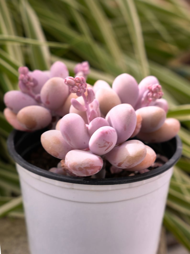 Graptopetalum Amethystinum Lavender Pebbles-Succulent image 3