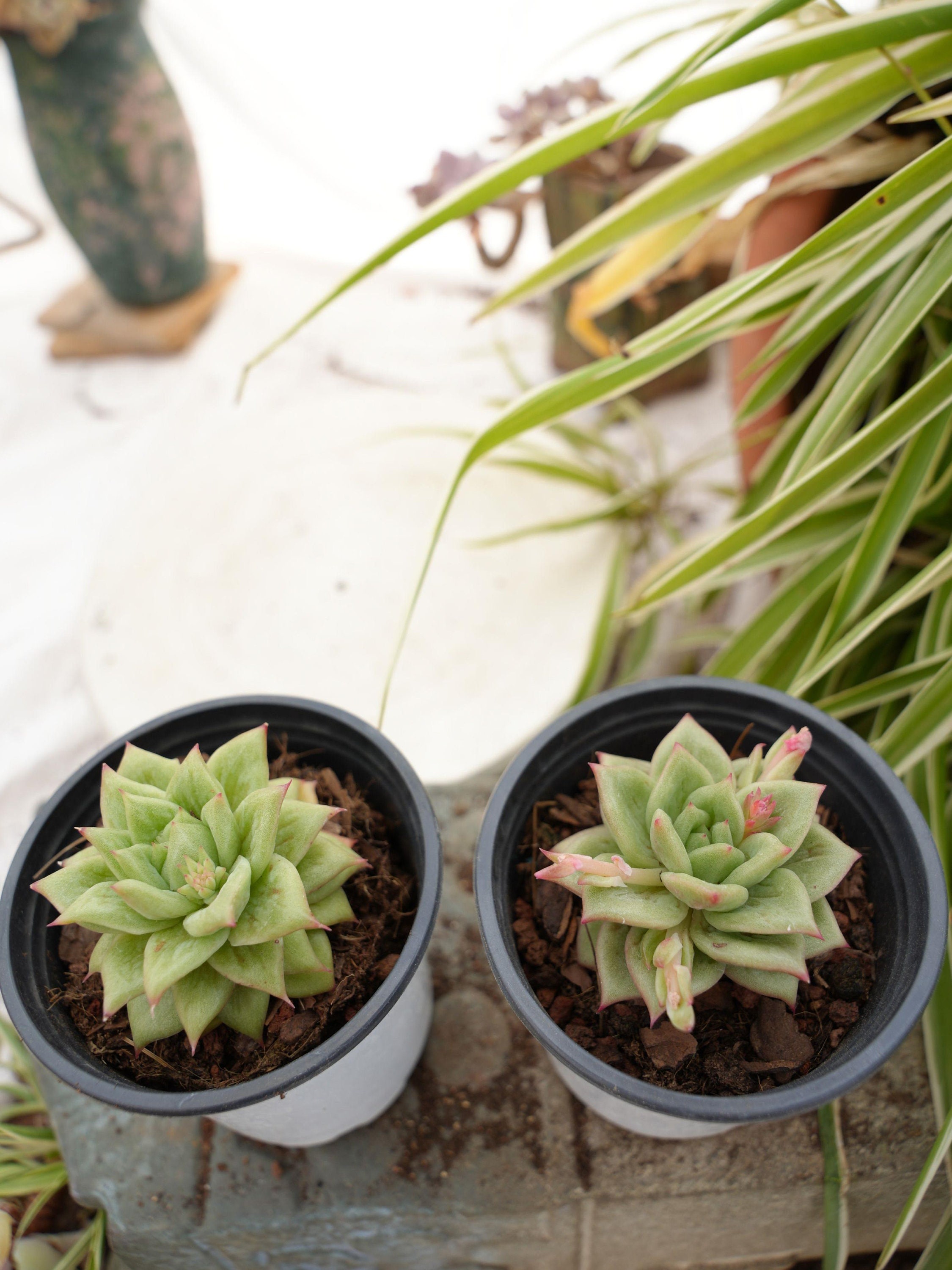 エケベリア リンカーン マリア - 多肉植物 - Etsy 日本