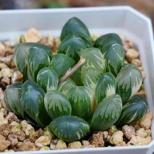Haworthia Cooperi Flower Whale Variegated - Succulent