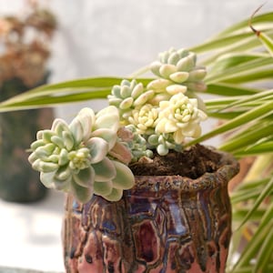 Sedum Clavatum Variegated-Suculentes