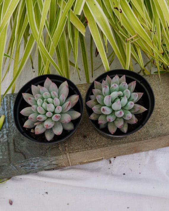 パキフィツム ソロモン - 多肉植物 - Etsy 日本