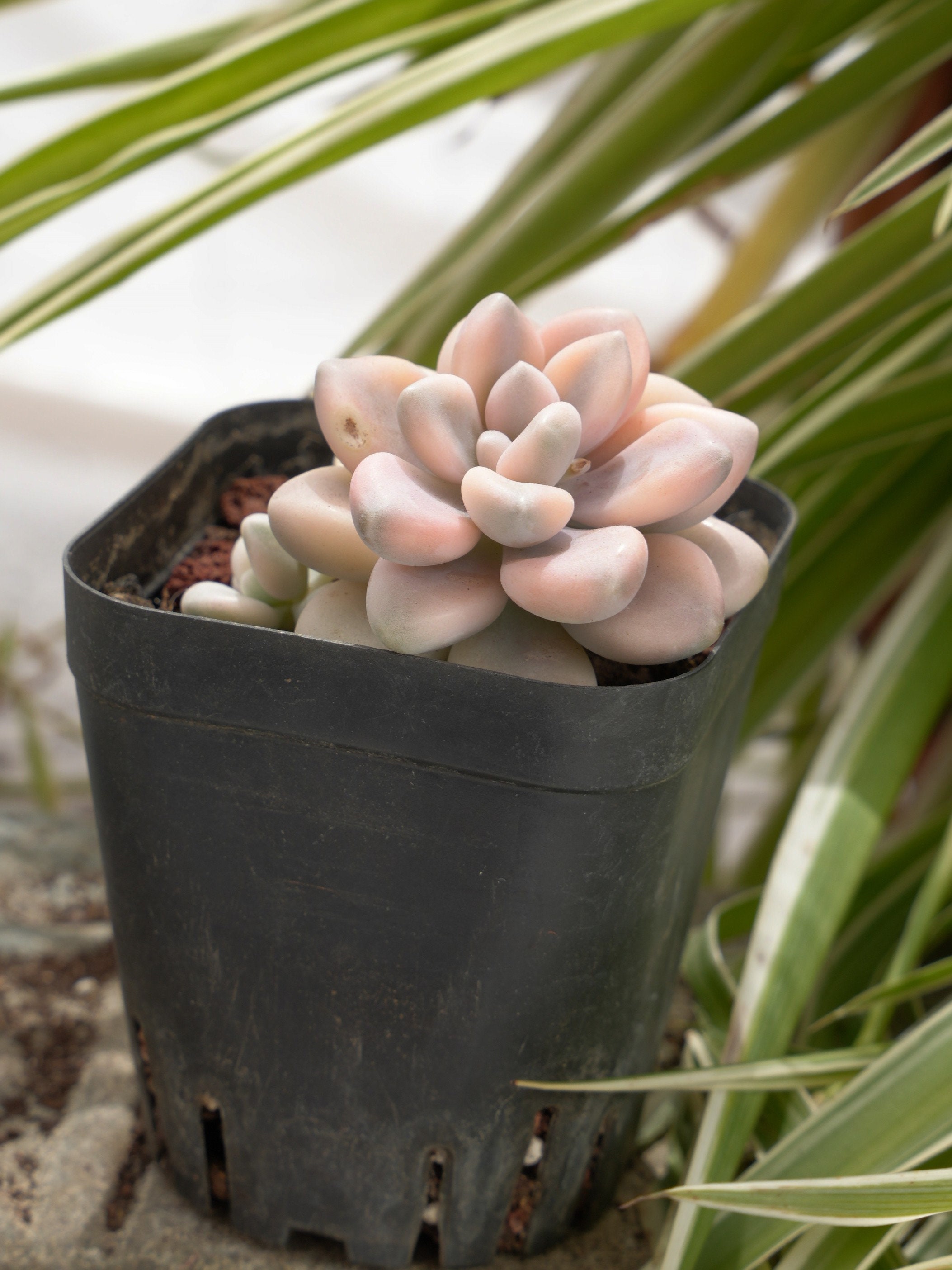 グラプトペタルム・エレン斑入り多肉植物 - Etsy 日本
