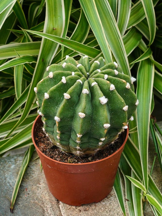 micky maus kaktus Mickey Mouse Kaktus, Opuntia microdasys
