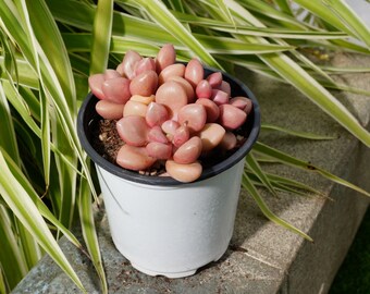 グラプトベリア アバンギャルド 多肉植物 - Etsy 日本