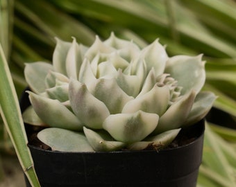 Echeveria Onslow Abigarrada-Suculenta