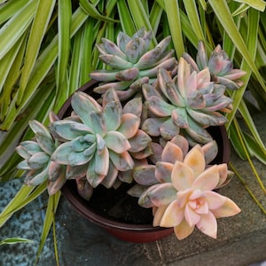 Graptoveria Victor Kane Variegated-Succulente