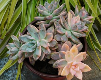 Graptoveria Victor Kane Variegated-succulent - Etsy
