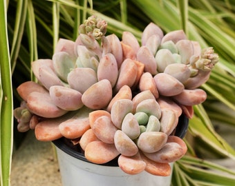 Echeveria Spotted Deer-Succulent