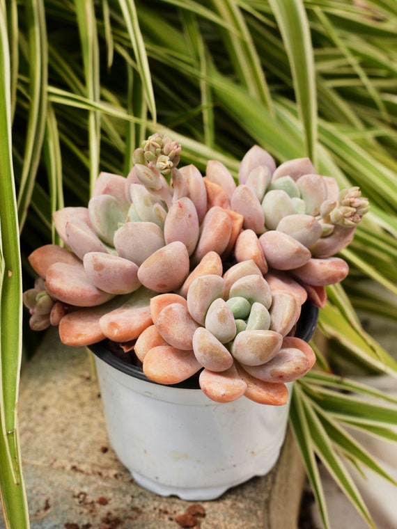 evergreen living with plants 8196-AF1 main image 1