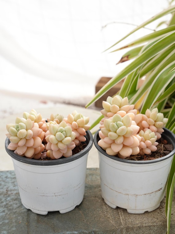 パキフィツム バブルキャンディ多肉植物 - Etsy 日本