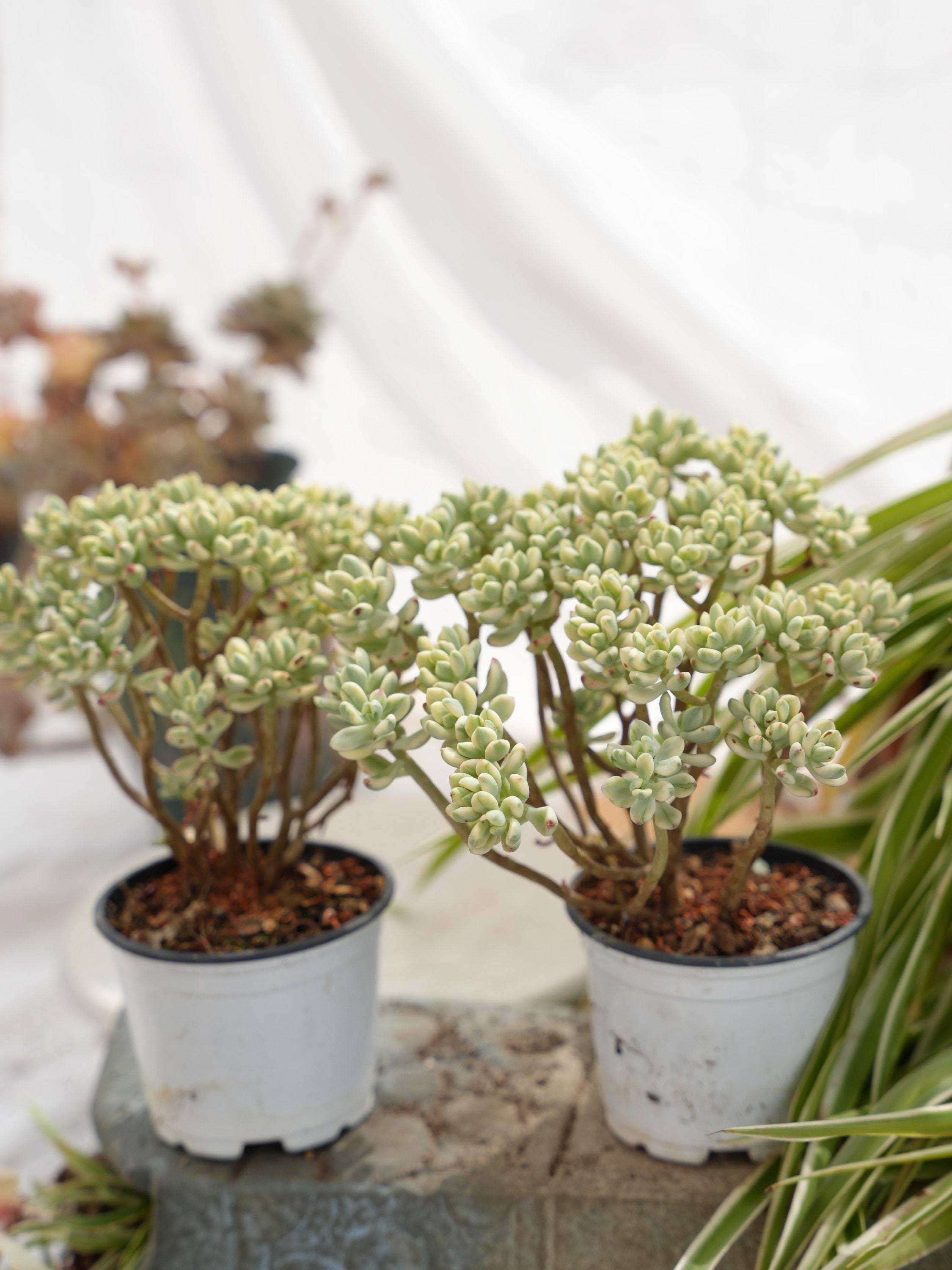 セダム ジェリービーン ミッキー多肉植物 - Etsy 日本