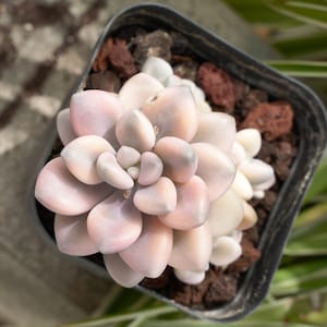 Graptopetalum Ellen Variegated-Succulent