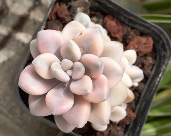 Graptopetalum Ellen Variegated-Succulente