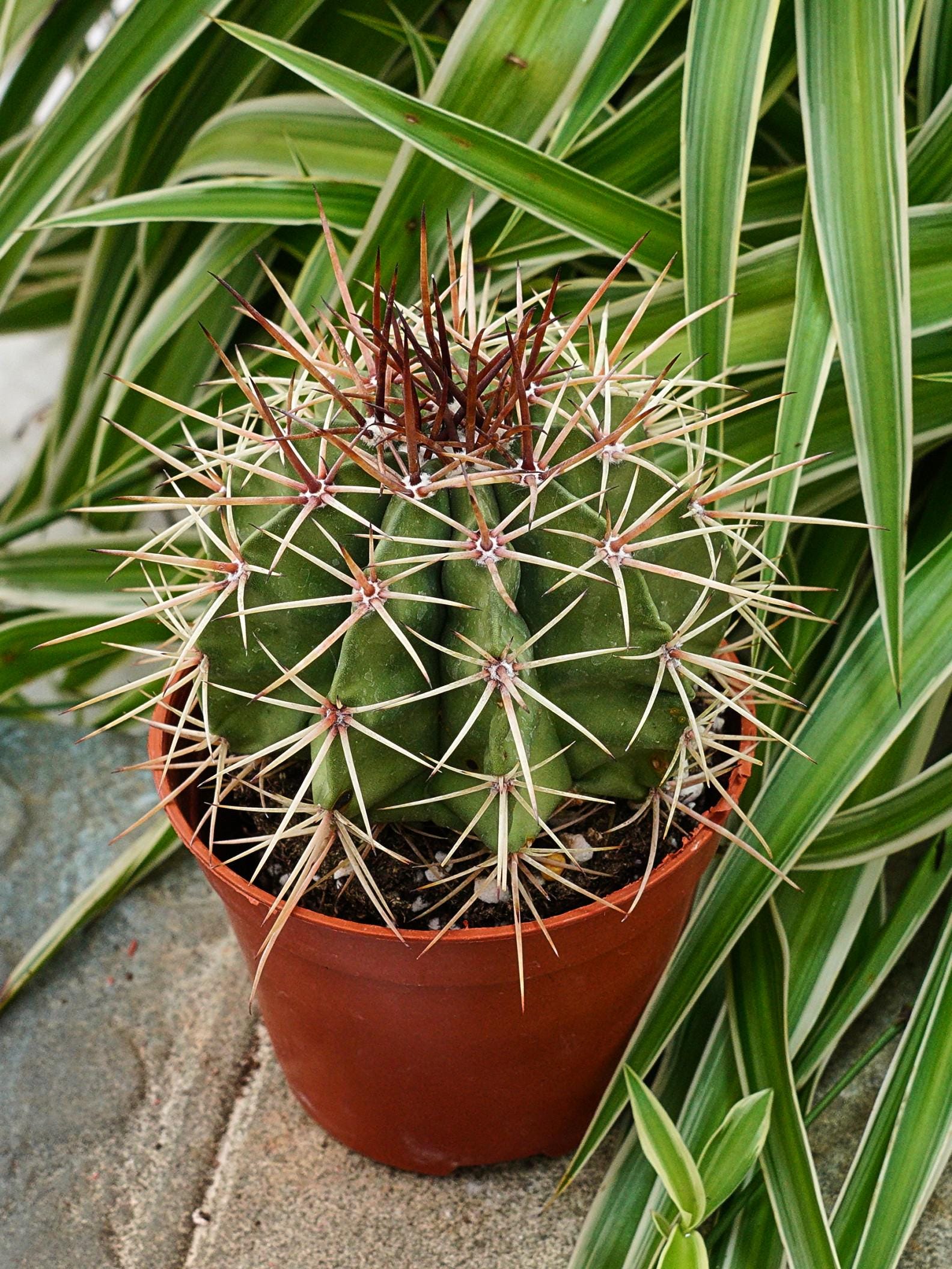 Melocactus Amoenus Hoffmanns - Rare Cacti, Cactus Plants Live