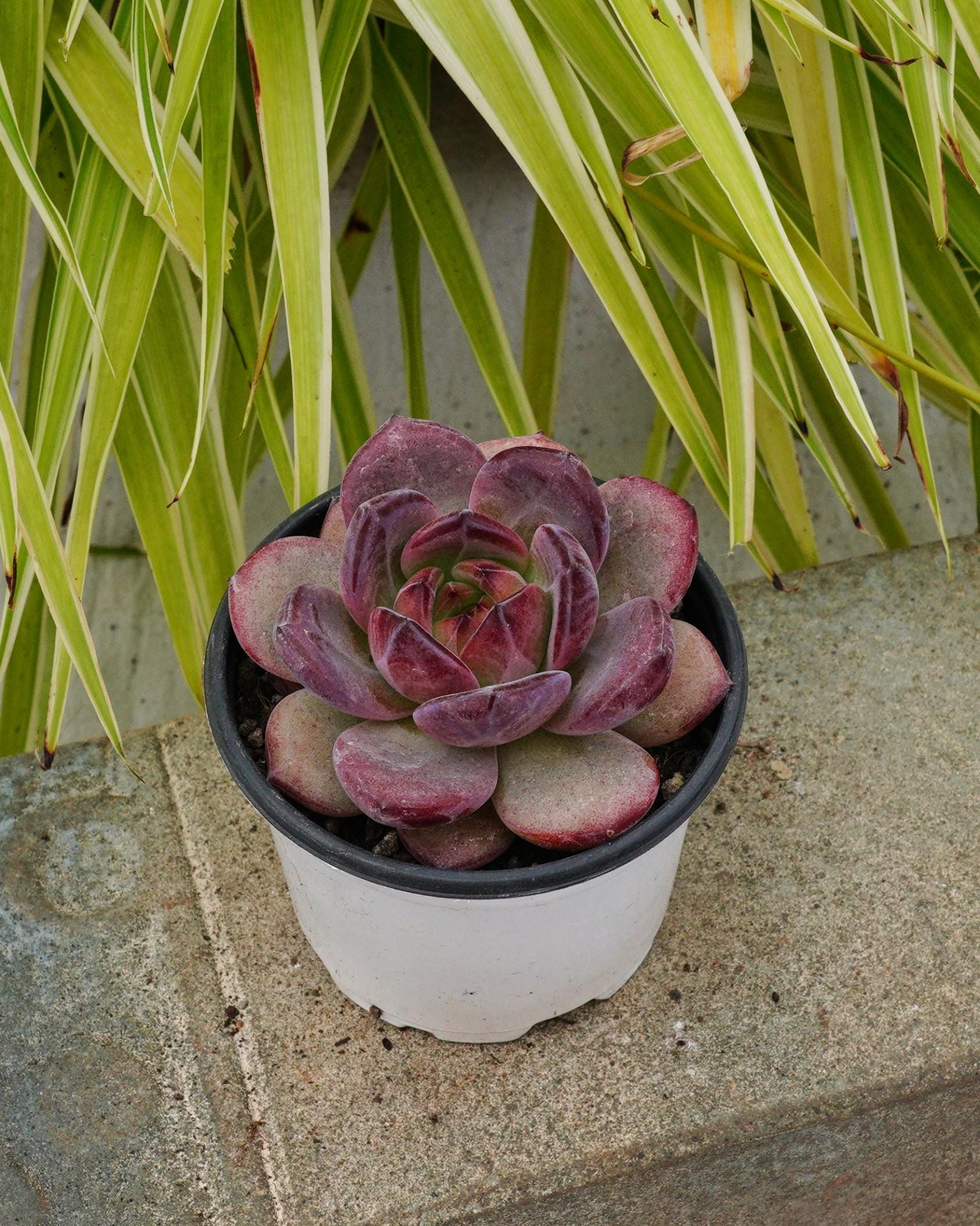 エケベリア ラブバード - 多肉植物 - Etsy 日本