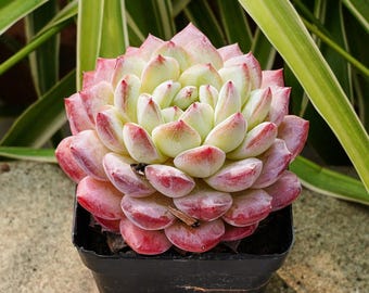 Echeveria SP - Succulent