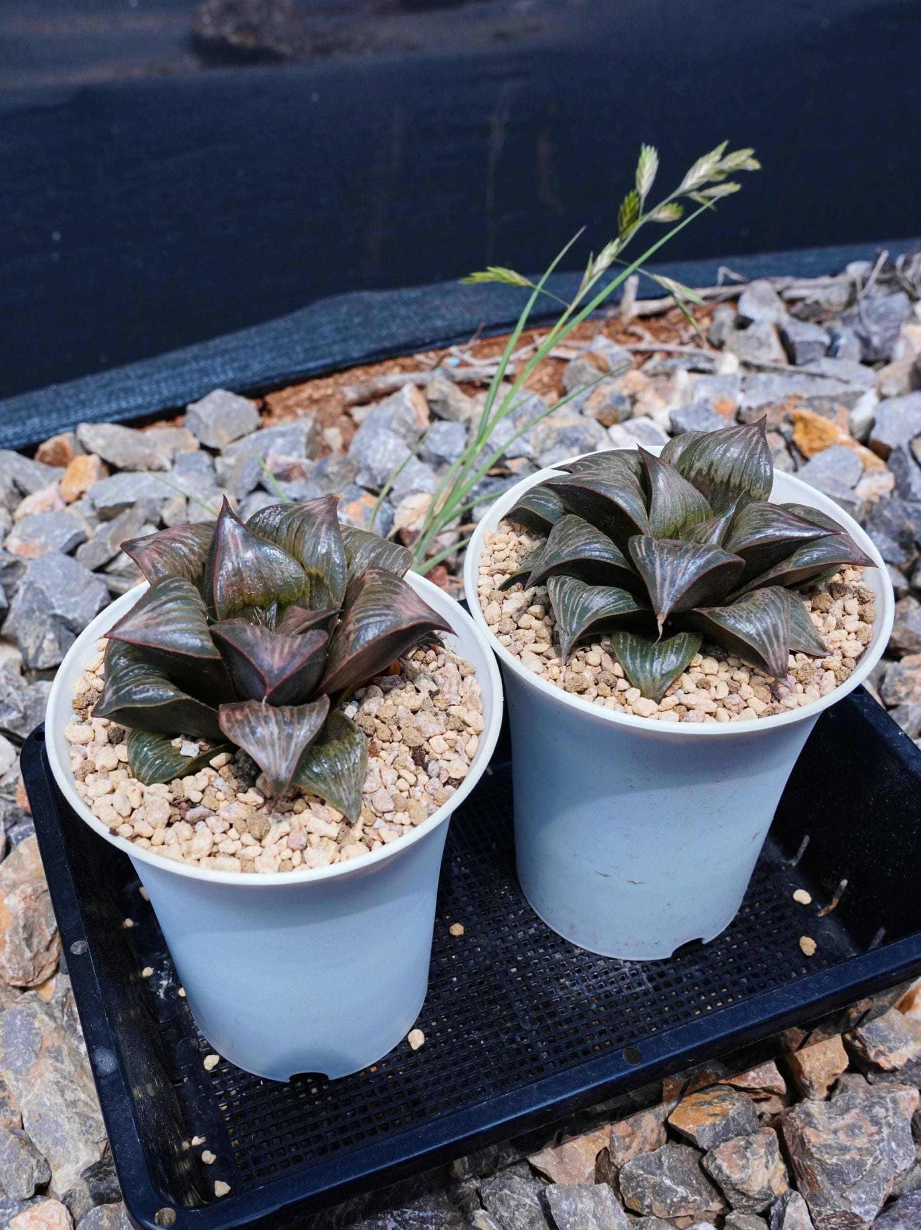 ピンキー ハオルチア | バディア 多肉植物 多肉植物ハオルチア GALLERY