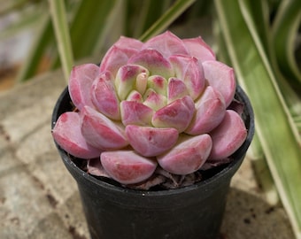 Echeveria Wüstenrose-Sukkulente