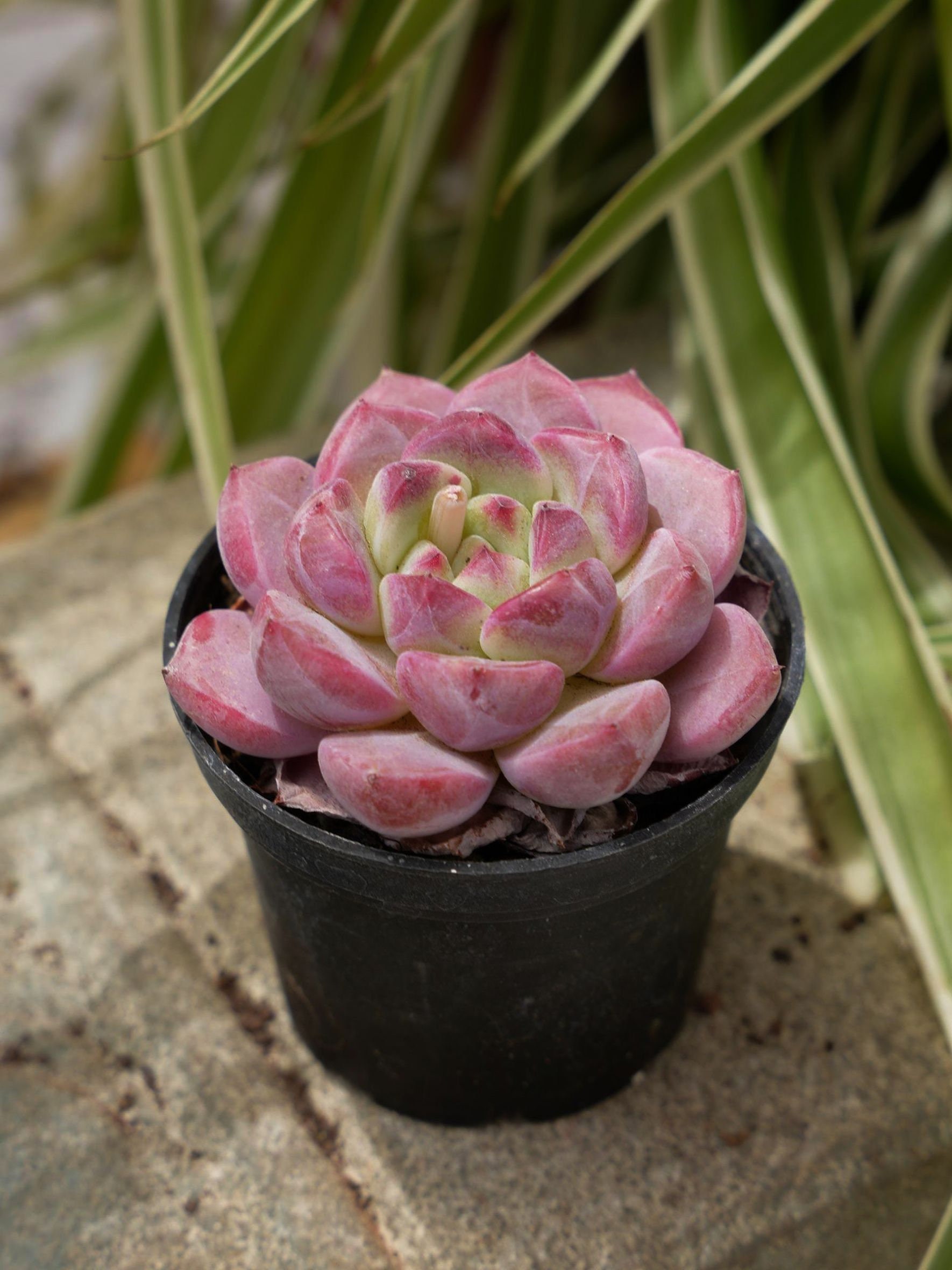 everfresh plant Everfresh Tree (M2) in Ecopots – Shopleaf Plant Studio