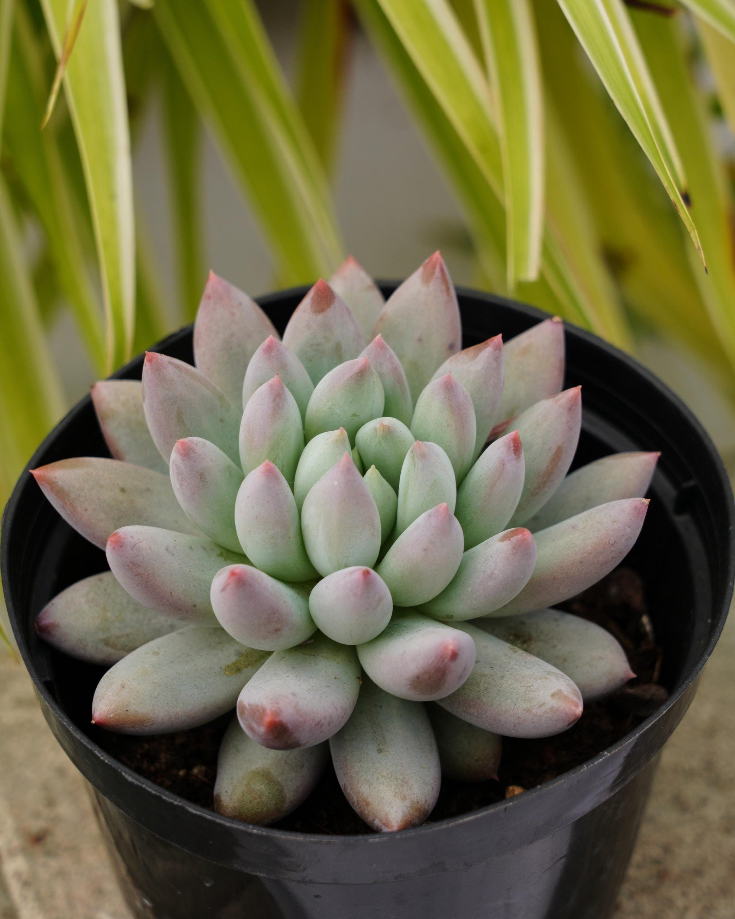 パキフィツム ソロモン - 多肉植物 - Etsy 日本