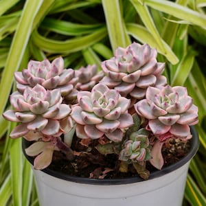 Echeveria Pretty in Pink Variegated - Succulent