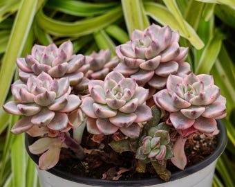 エケベリア プリティ イン ピンク 斑入り - 多肉植物 - Etsy 日本