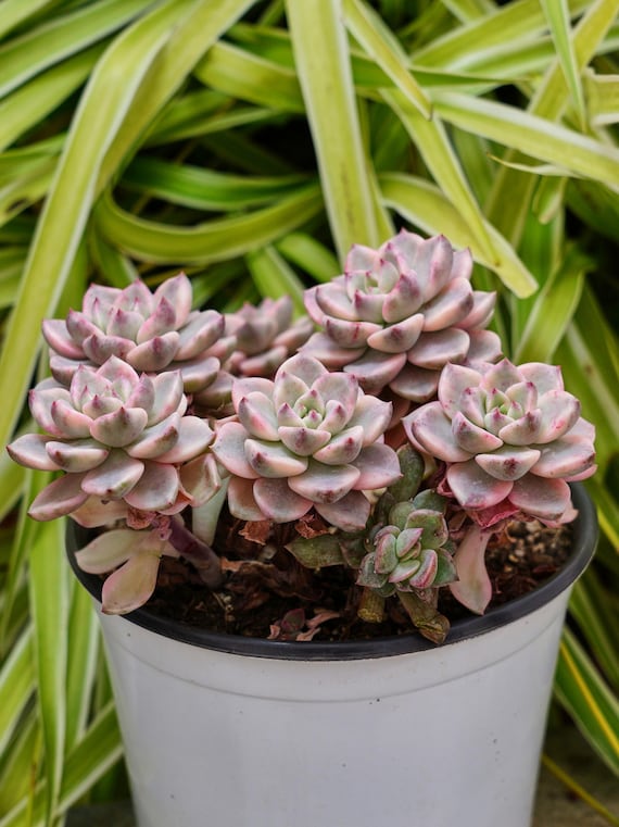 エケベリア プリティ イン ピンク 斑入り - 多肉植物 - Etsy 日本