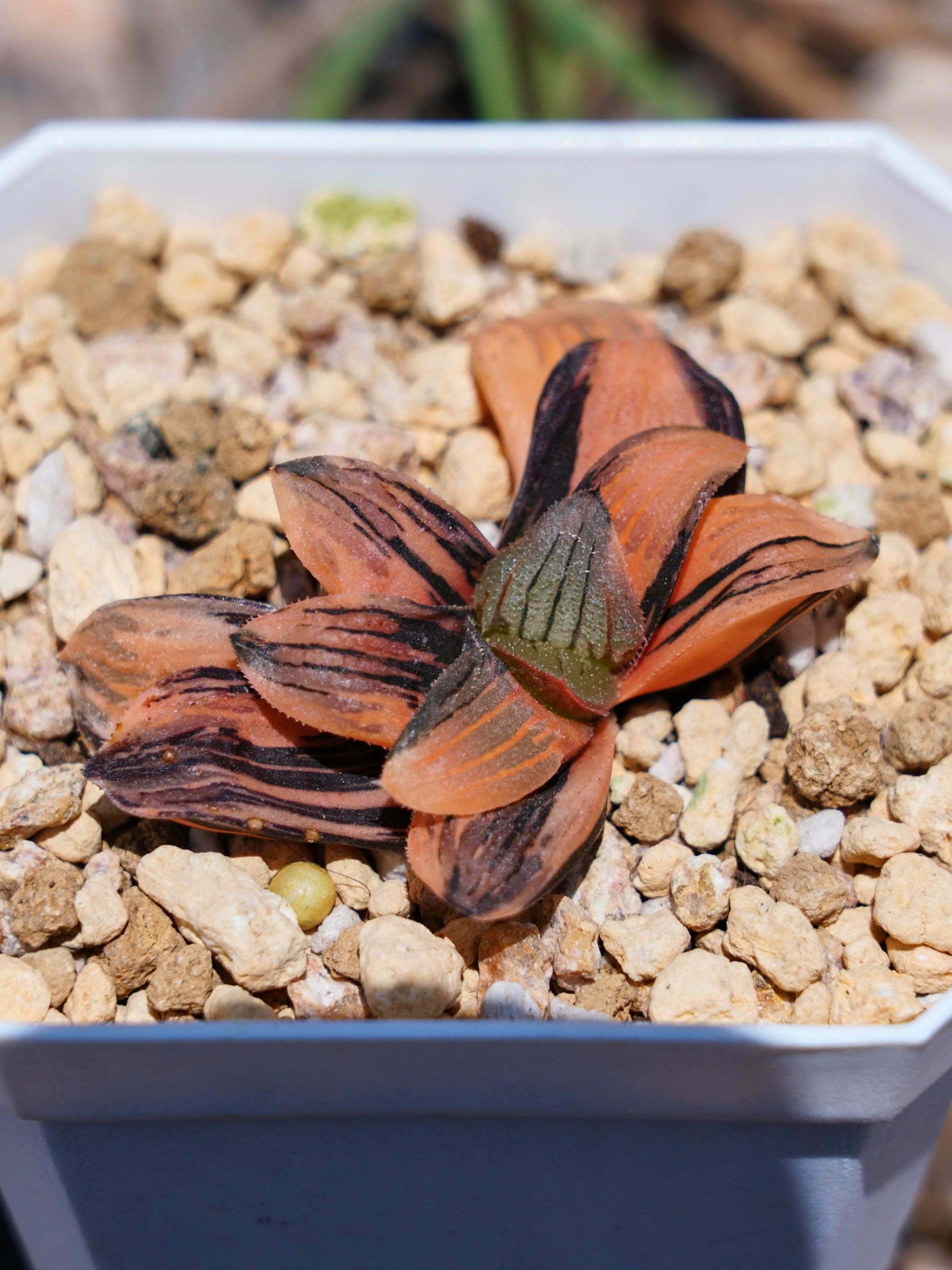 Haworthia Pygmaea Night Forest Variegated - Succulent - Etsy