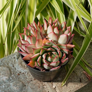 Echeveria Yeon-Deung-Succulent