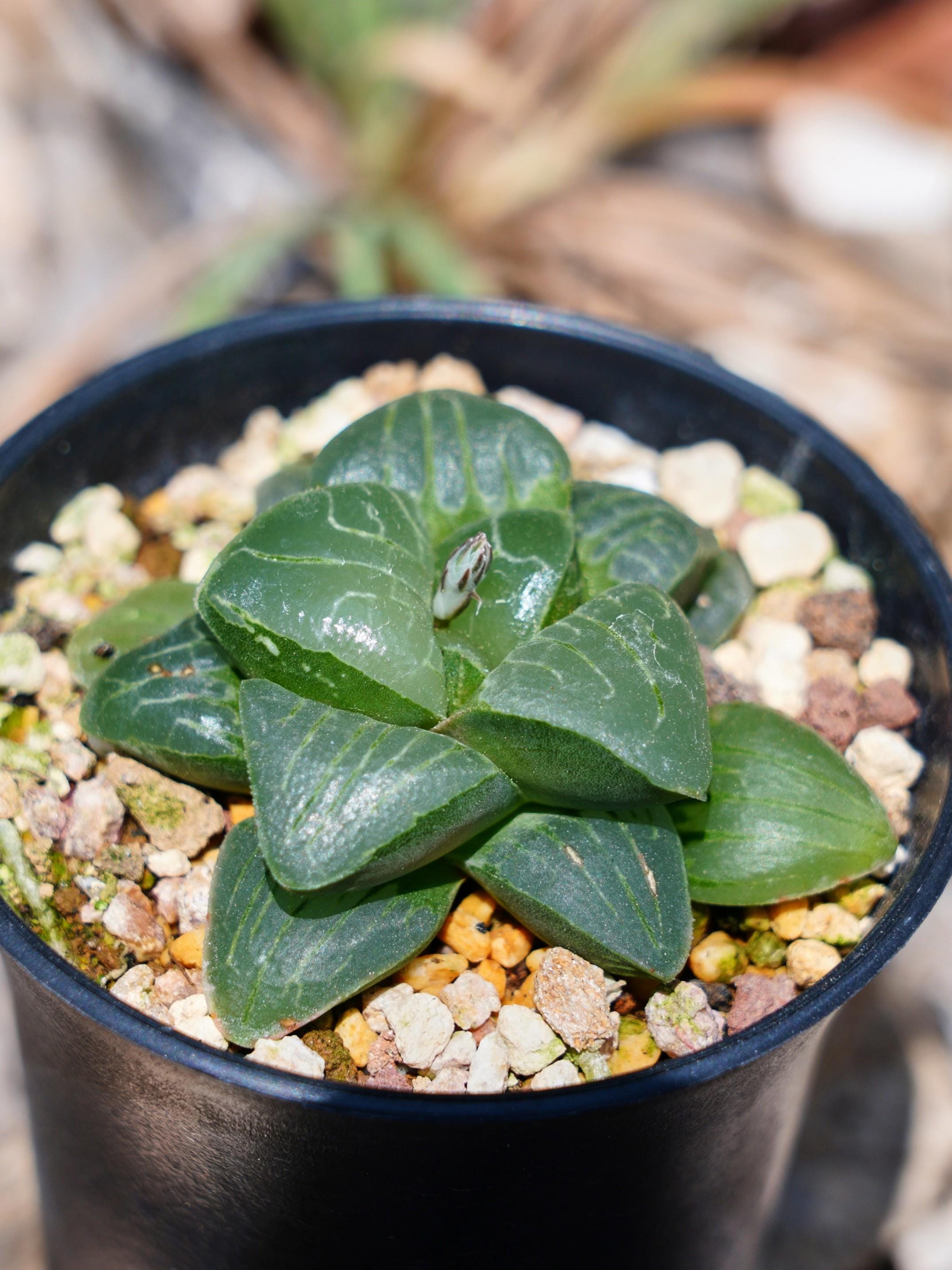 ハオルチア・コレクタ・ピンク・スイートハート - 多肉植物 - Etsy 日本