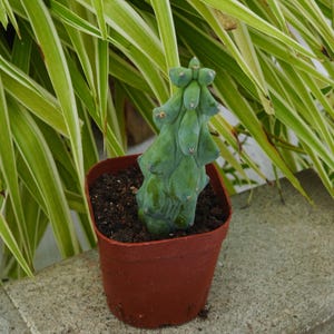 Lophocereus Schottii Monstrosus - Rare Boobie Cactus, Mothers Day Gift, Myrtillocactus Geometrizans Fukurokuryuzinboku