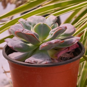 Echeveria Heart's Delight - Succulente