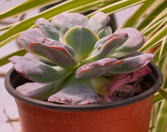 Echeveria Heart's Delight - Succulente