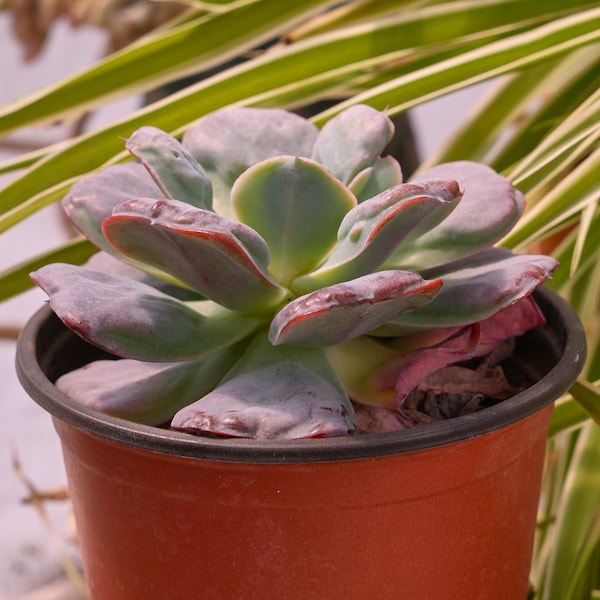 Echeveria Heart's Delight-Succulent