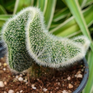 sansevieria cylindrica braid Sansevieria cylindrical (sansevieria braid, African spear plant, cylin –  Bastana Online Gardens main image 0