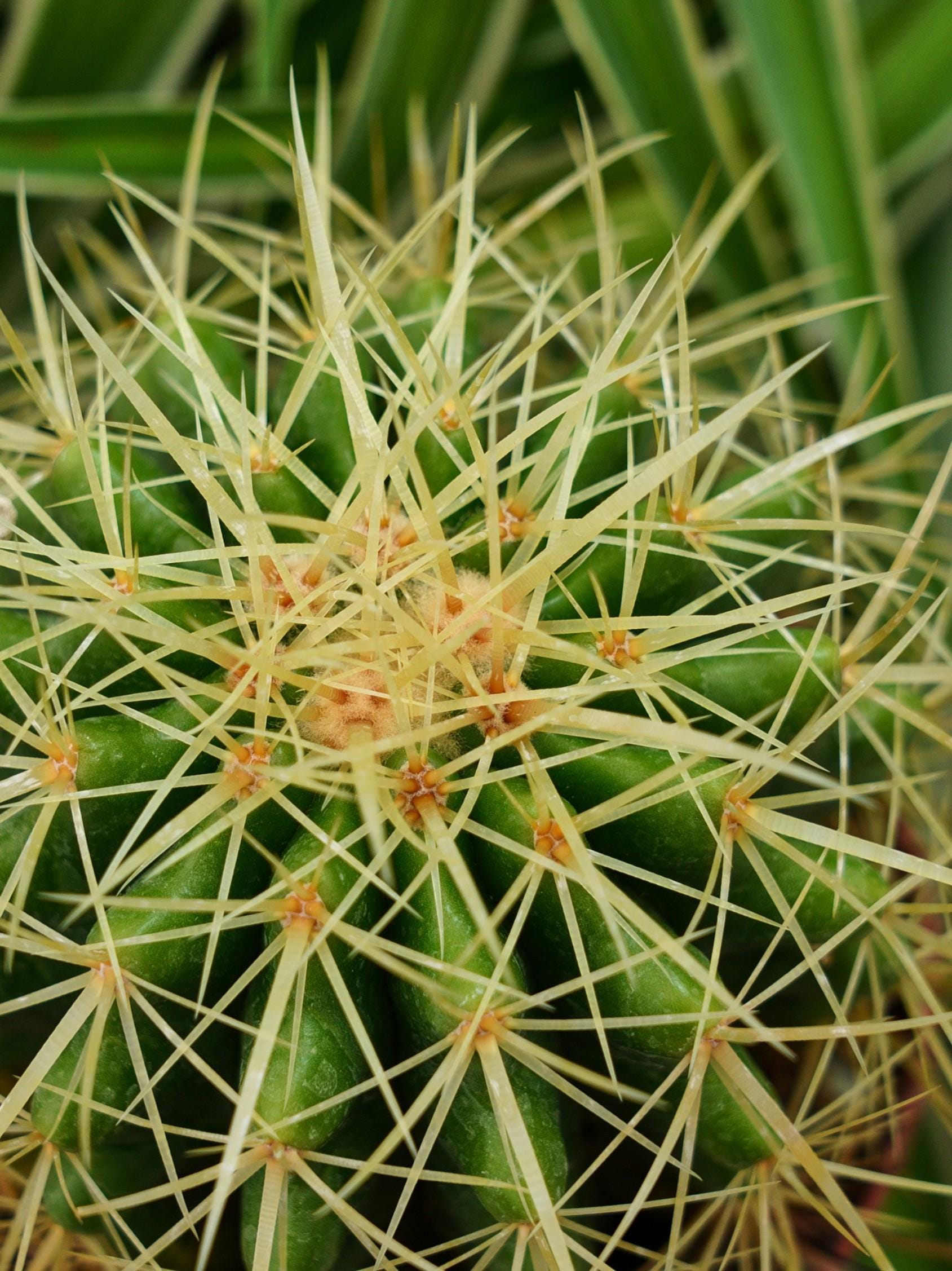 Echinocactus Grusonii Hildm - Rare Cacti, Cactus Plants Live - Etsy
