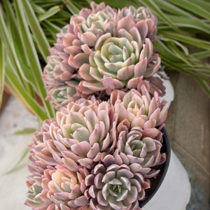 Echeveria Hoveyi Variegated-Succulent image 5