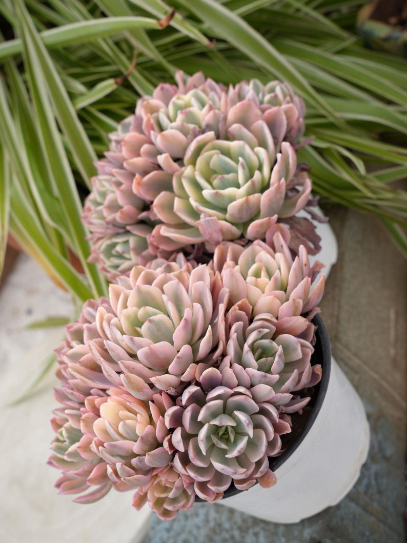 Echeveria Hoveyi Variegated-Succulent image 5