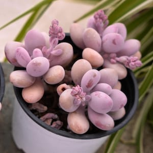 Graptopetalum Amethystinum Lavender Pebbles-Succulent image 5