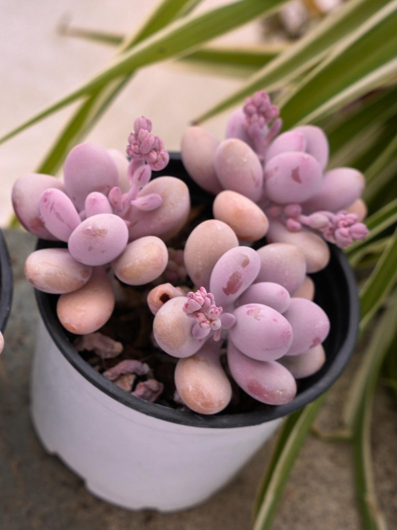 Graptopetalum Amethystinum Lavender Pebbles-Succulent image 5