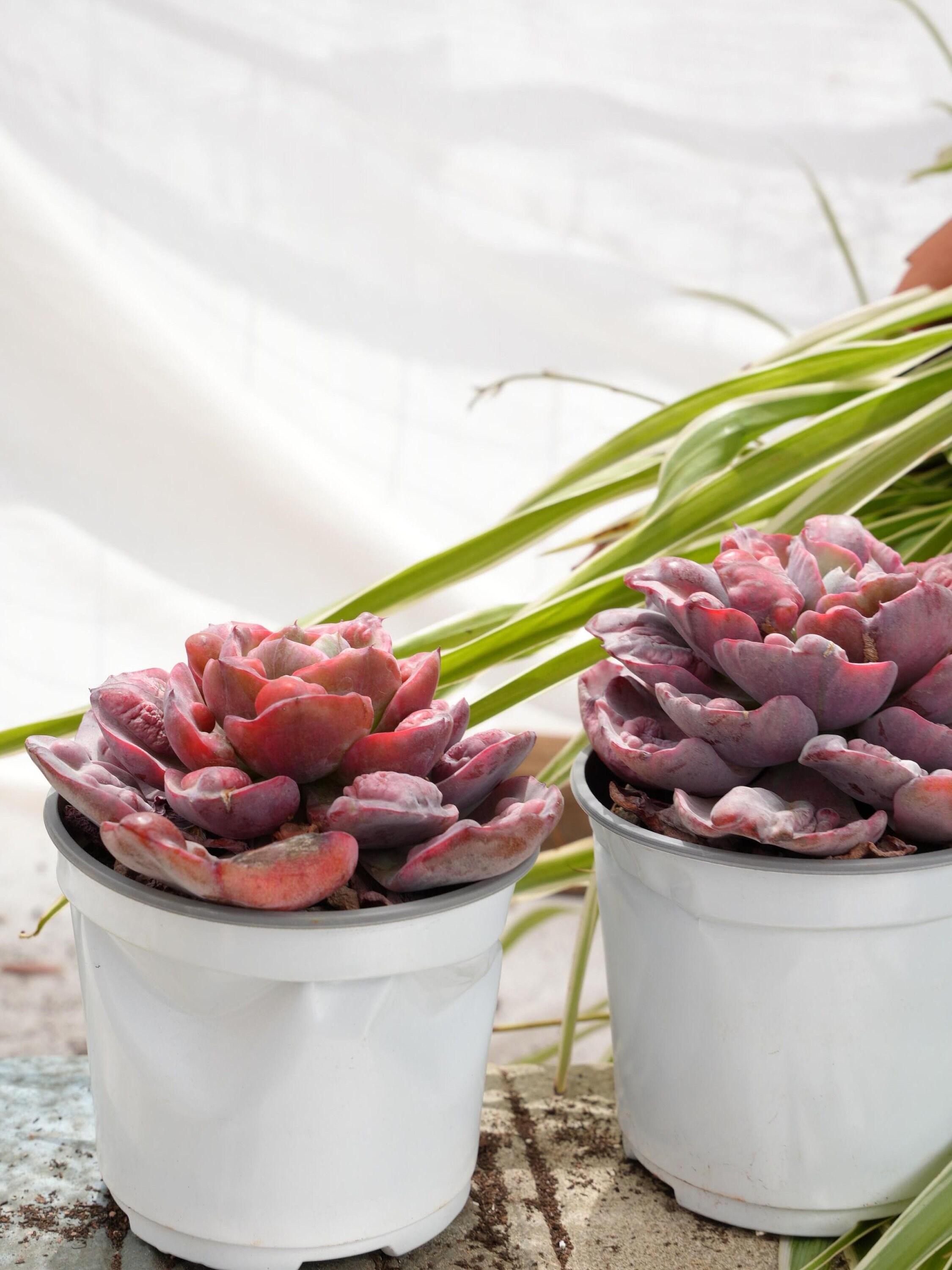 il_fullxfull.5877006672_qlme.jpg