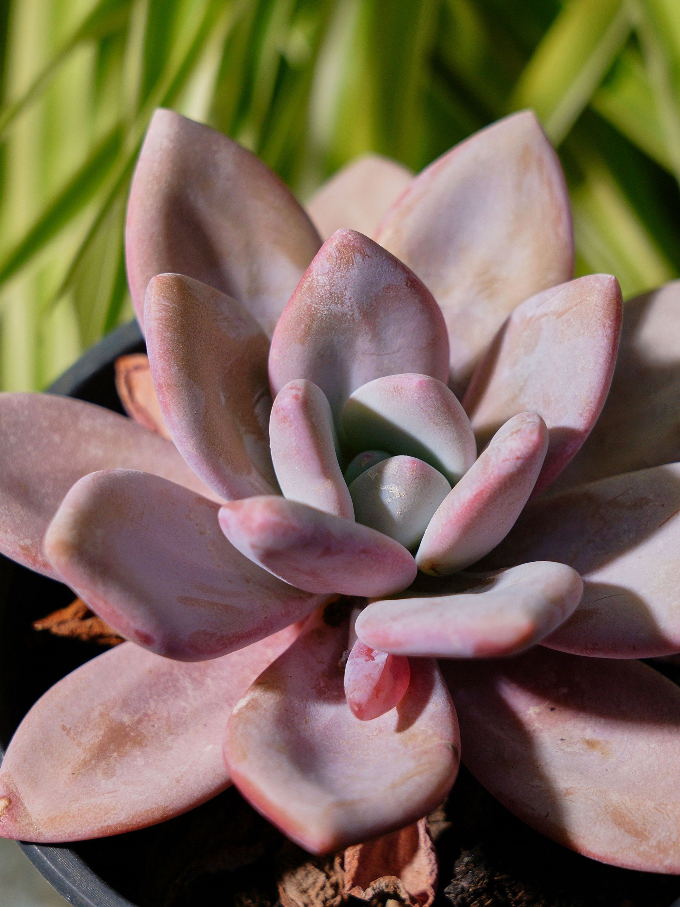 Echeveria Pink Bunny-succulent - Etsy