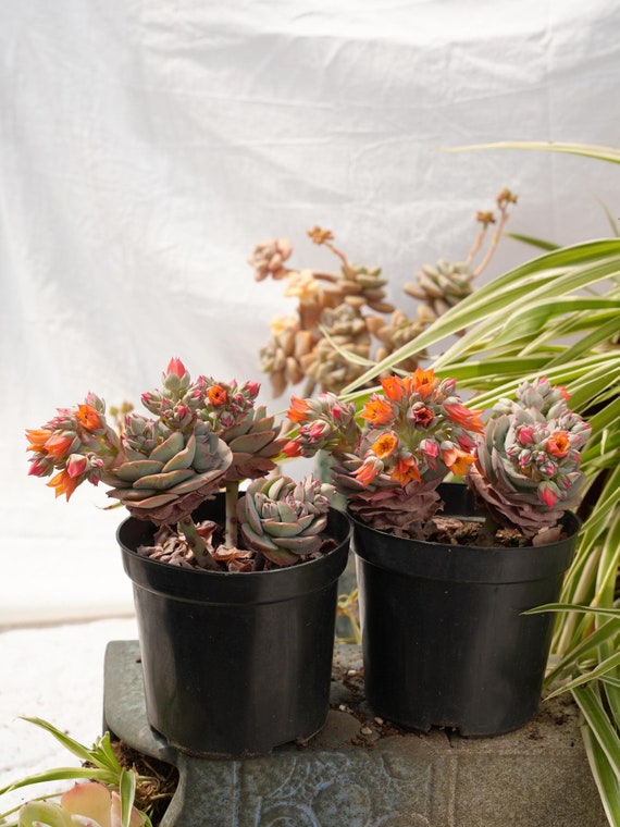 Echeveria Claudia-succulent - Etsy