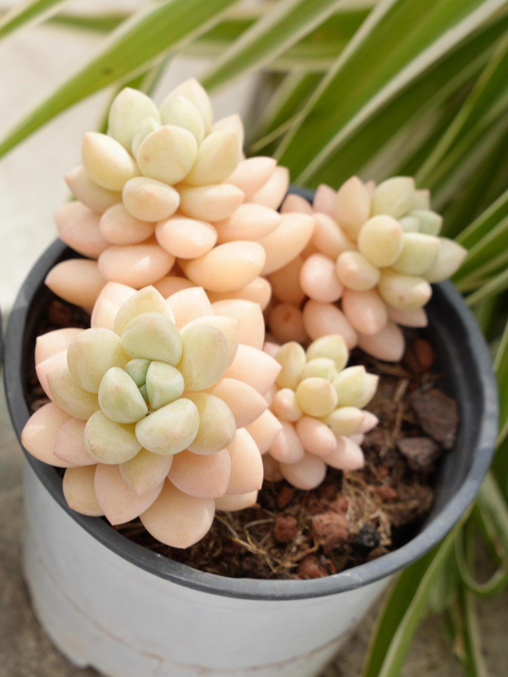 パキフィツム バブルキャンディ多肉植物 - Etsy 日本