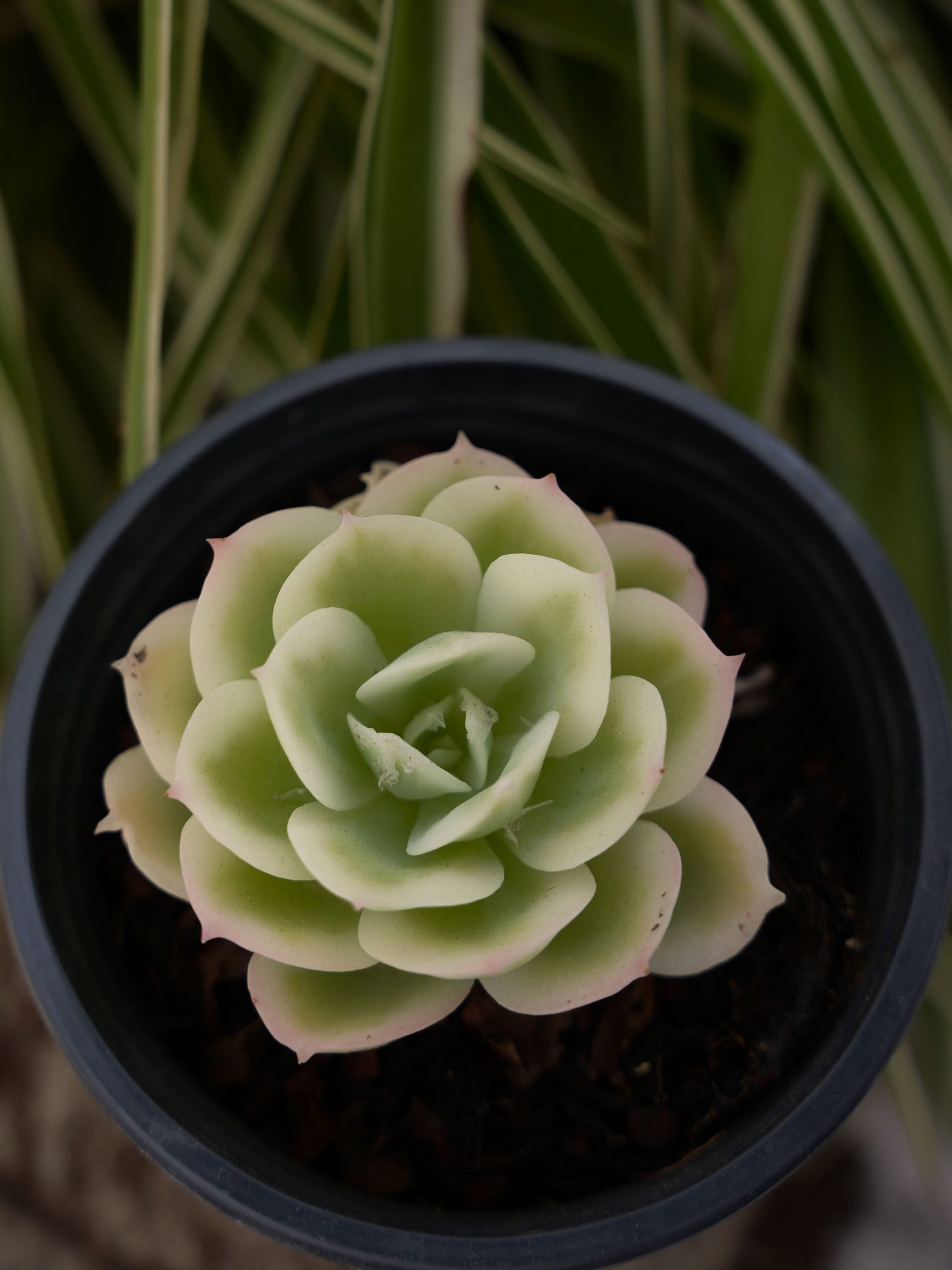 Echeveria echeveria LIMONTA MA-1 Flight Jacket 2 'Nomad'