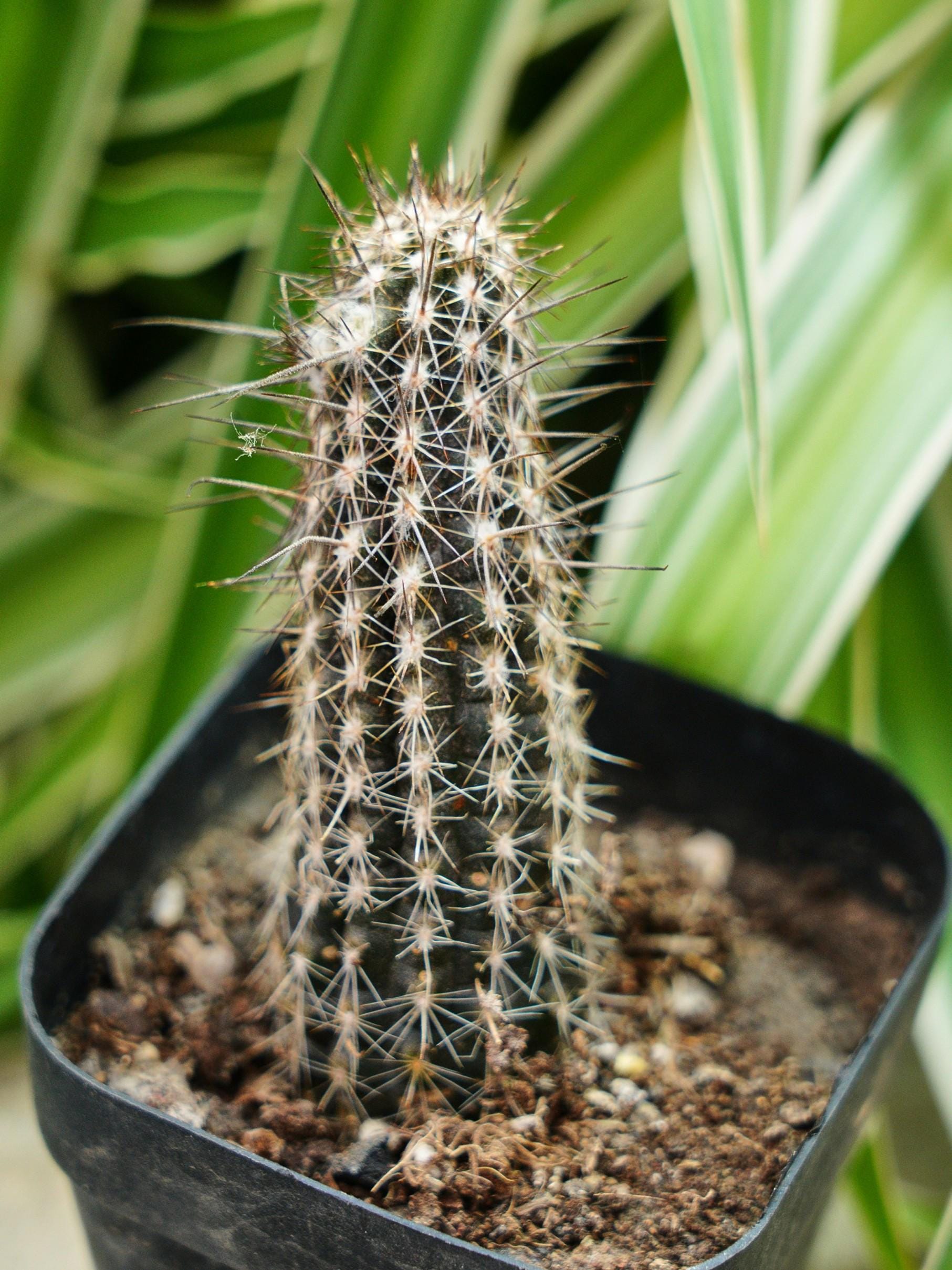 エキノプシス・ミラビリス - 希少サボテン、サボテンの生きた植物